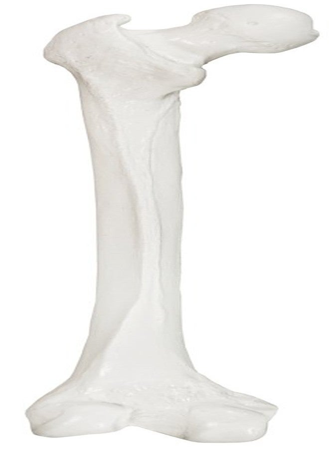 Axis Scientific Femur Bone Model | Left | Cast from a Real Human Femur Bone l Upper Leg Bone Model Has Realistic Texture and Important Bony Landmarks | Includes Product Manual, Fibula Model - Image 2